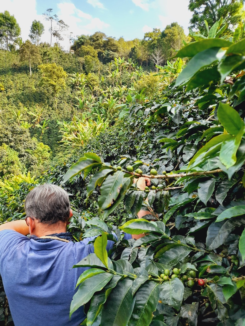 Coffee - Salento, Colombia